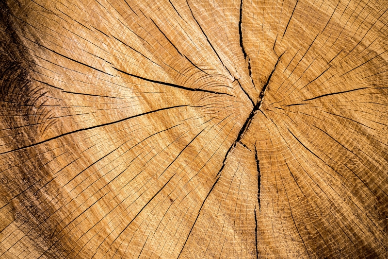 natural condition, textured effect, plank, concentric, full frame, board, tree Ring, 5K, cross Section, wood, plant, timber, rough, tree stump, material