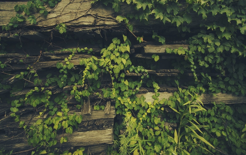 summer, backgrounds, tranquility, rustic, wood - Material, leaves, architecture, weathered, lush foliage, day, covered, old-fashioned, vine, brown, foliage