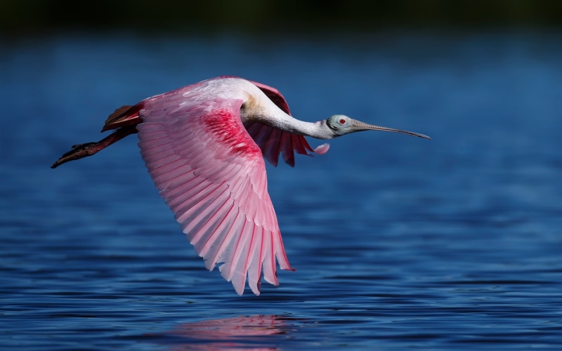 Water, Wings, 1080P, Flying, Bird, Spoonbill, Roseate