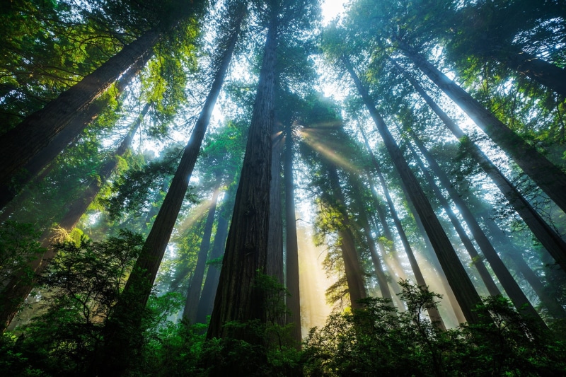 the sun, leafed, 1080P, Sequoia, trees, green, light, CA, USA, Redwood national Park, forest