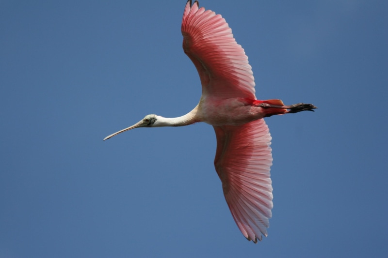 roseate, spoonbill, bird, animals, 1080P, flight