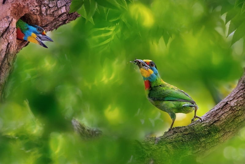 1080P, nature, animals, branch, trees, green, birds