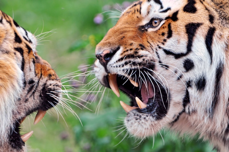 zoo  zürich, closeup, felid, animals In The Wild, danger, stripes, mammal, 4K, argument, wildlife photography, fur, angry, tiger, nikon  d300, striped