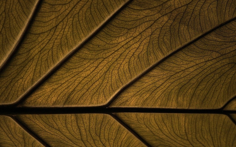 1080P, textura, abstracto, decoracion, madera