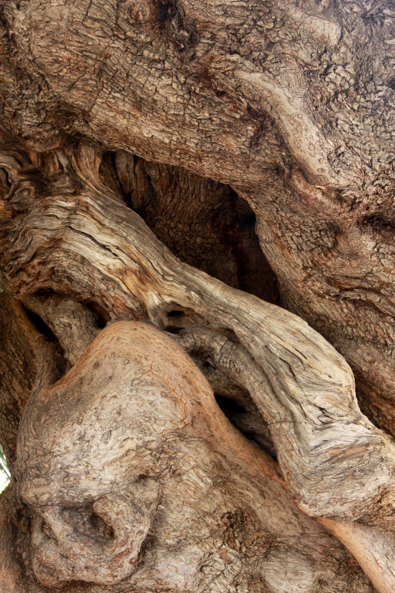 log, 5K, eroded, textured, tree, rough, olive root, gnarled, trunk, nature, backgrounds, old, close-up, plant bark, geology, pattern, rock, olive tree