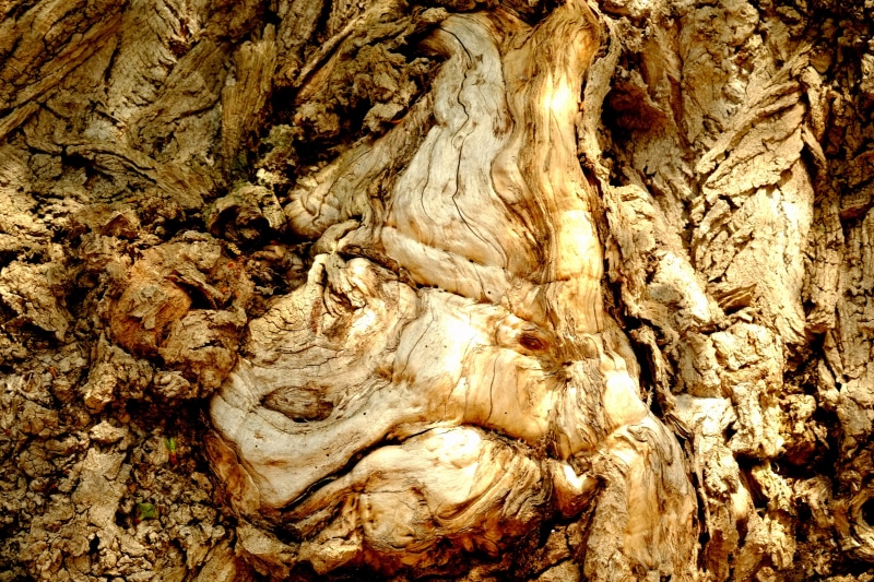 brown, textured, growth, structure, day, dry, tribe, surface, tree bark, shades of brown, of course, plant, natural pattern, pattern, close-up, outdoors