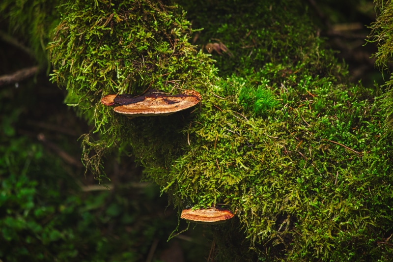 land, toadstool, mushrooms, plant part, green color, no people, food, vegetable, mystical, aesthetic, plant, leaf, fairytale, background, tranquility, trees