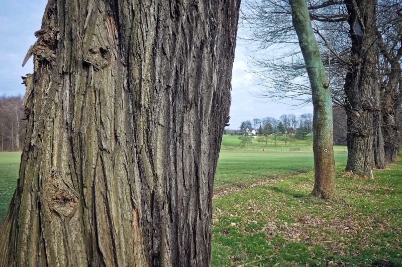 tribe, field, trunk, oak bark, outdoors, green color, forest, plant, weathered, hiking, beauty in nature, log, Old, trees, tree bark, scenics - nature