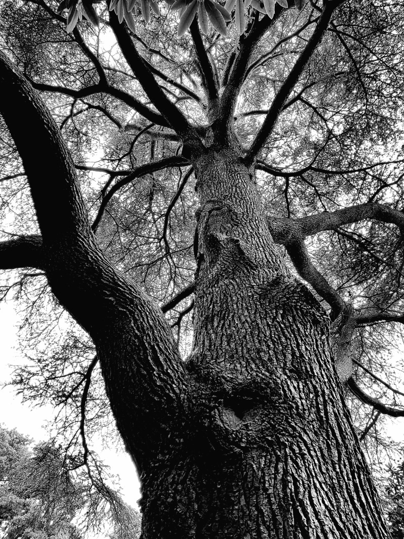 rough, beauty in nature, bare tree, low angle view, land, grayscale, day, crown, tribe, tree trunk, perspective, tree bark, black And White, sky, forest