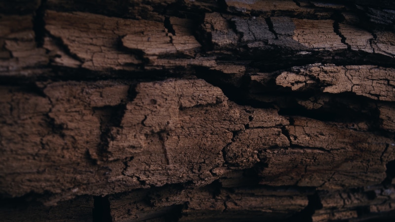 wall, brown, outdoors, physical geography, wood, tree, selective focus, nature, rough, beauty in nature, textured, rock, eroded, driftwood, no people, pattern