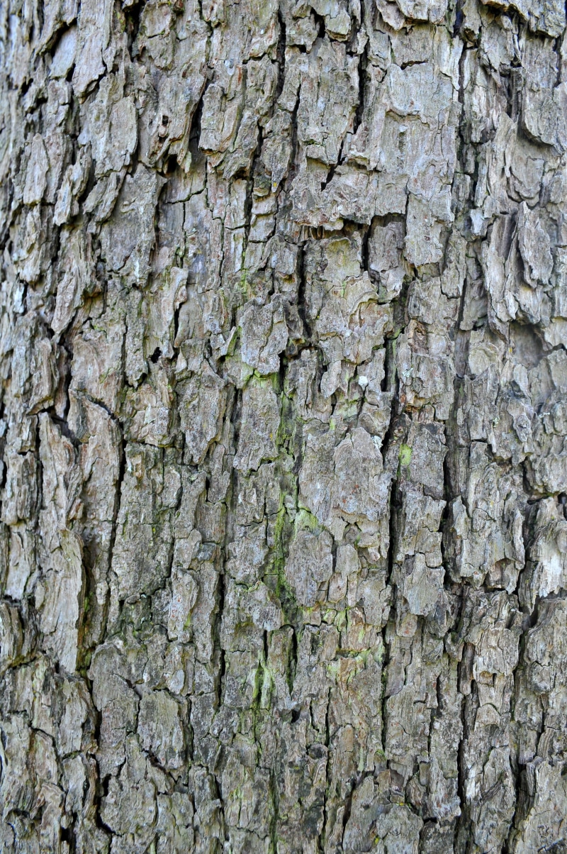 brown, wood, textured, plant, log, no people, wall, wall - building feature, rough, backgrounds, textured effect, stone wall, structure, bark, tribe, plant bark