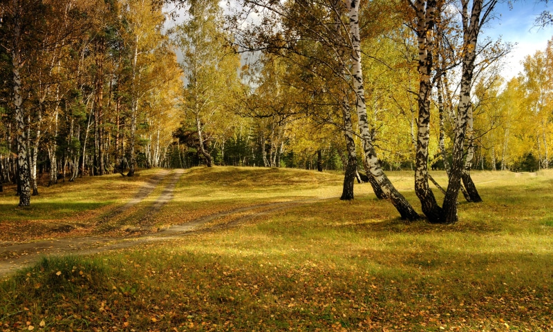 hiking, trees, gold, sunlight, forest, day, meadow, background, non-urban scene, environment, park - Man Made Space, birch, outdoors, trail, road, photo