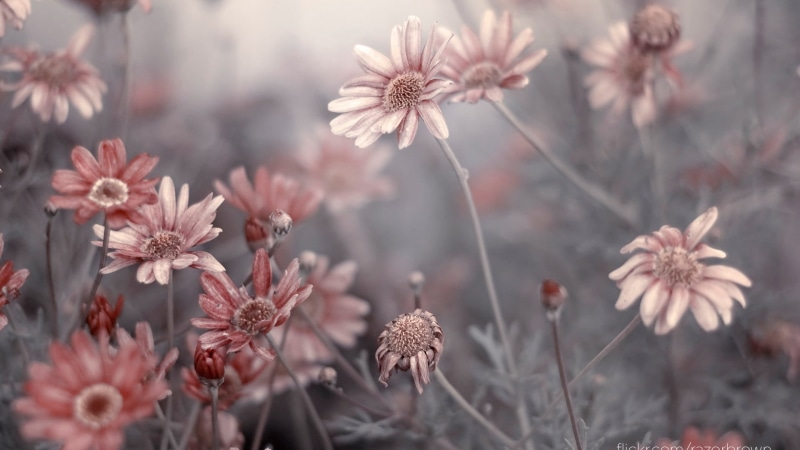 close-up, freshness, pink color, floral, closeup, fresh, growth, stem, garden, flowers, stalk, beauty in nature, natural, botany, no people, plant stem