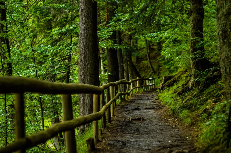 trunk, fence, tree trunk, trees, woodland, day, path, brown, near, tranquility, tree, travel, leaf, grass, the way forward, tranquil scene, outdoors, railing