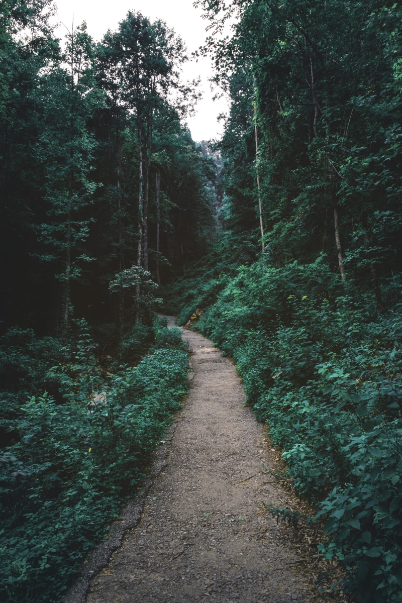day, path, green, green color, beauty in nature, tranquil scene, direction, sky, land, forest, tranquility, diminishing perspective, clear, non-urban scene