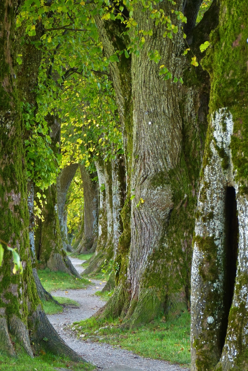 end, away, log, enjoy, swinging, trauerkarte, non-urban scene, tranquil scene, depression, beauty, green color, relaxation, breathe, transportation, tree