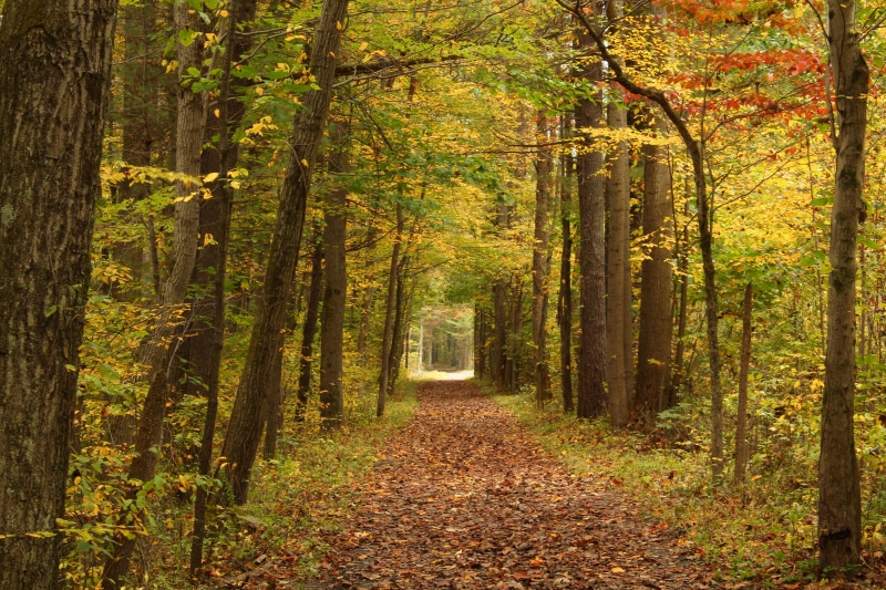 Jacobsburg State Park, low light, Trail, forest, pathway, Northampton County, footpath, yellow, season, leaf litter, woodland, scenics, foliage, near, nature