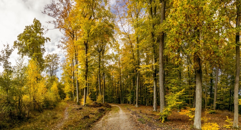 season, rural Scene, trees, green Color, day, growth, vibrant Color, multi Colored, tree, fall, the way forward, pathway, 8K, tranquil Scene, surrounded