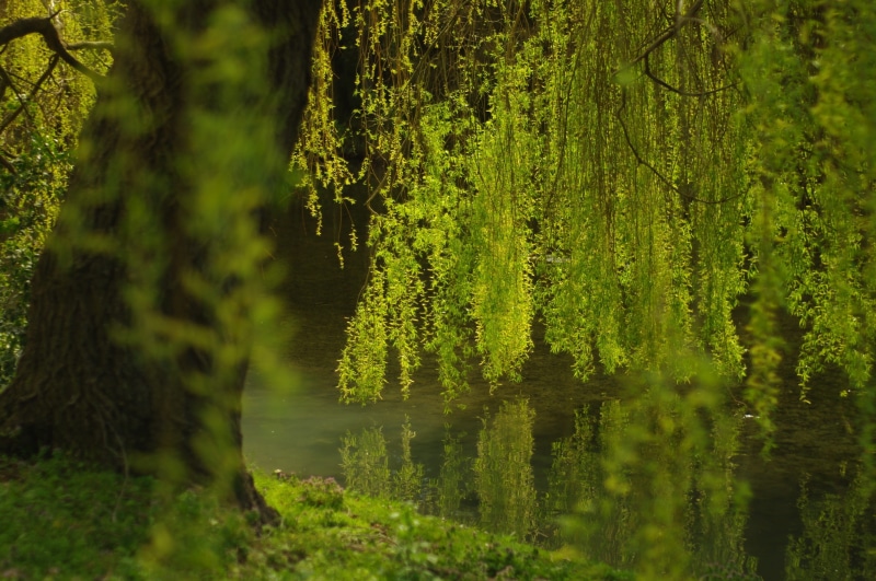 Life, water, green Color, tranquility, Green, non-urban scene, landscape, leafed, leaf, beauty In Nature, environment, nature, moss, woodland, tranquil Scene