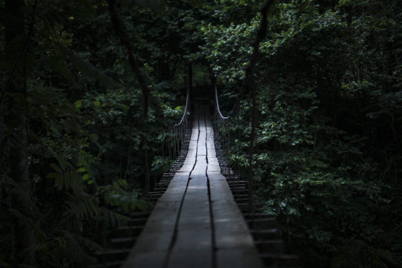 day, no people, tranquil scene, tension, brown, wood - material, moody, nature, plant, green, growth, trees, mood, tree, walking bridge, forest, darkness