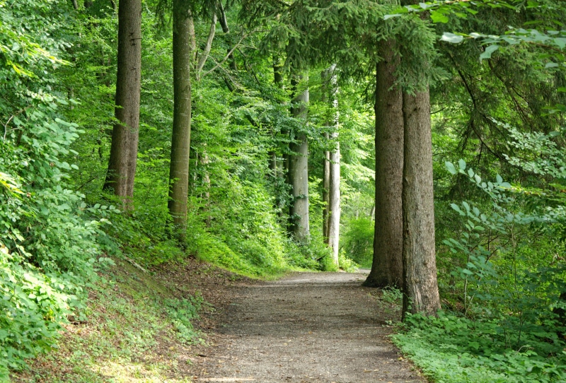 green Color, forest, tranquil scene, trunk, landscape, tree, holiday, summer, nature trail, no people, near, pathway, leisure, nature, leaf, green, away