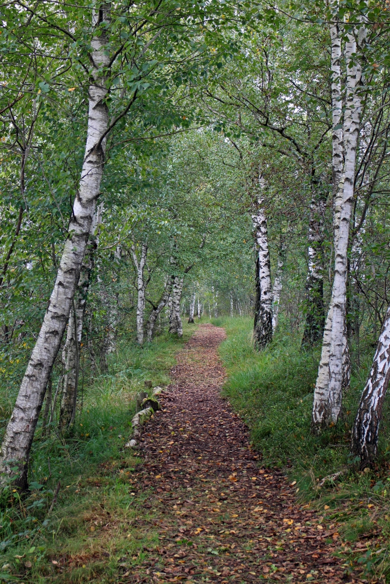 birch, trail, green color, tranquil scene, trees, surrounded, scenics - nature, rest, diminishing perspective, hiking, land, tree, beauty in nature, road