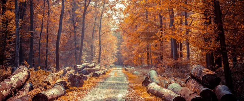 growth, non-urban scene, day, tree trunk, outdoors, logs, plant, tree, 2K, environment, coniferous tree, forest, nature, wood - material, pine tree, log