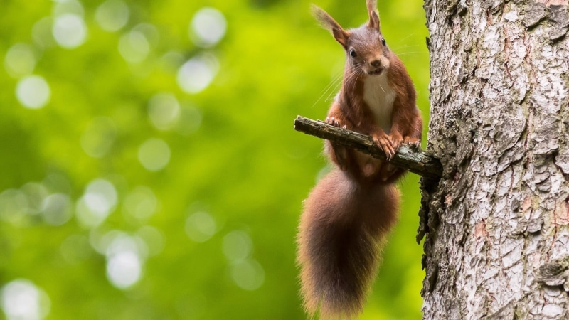 squirrel, animal wildlife, animals In The Wild, outdoors, eating, bokeh, vertebrate, one Animal, fur, woodland, animals, small, looking, close-up, no people