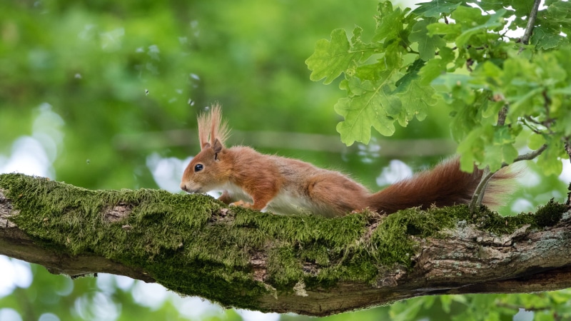 mammal, cute, fur, sciurus vulgaris, brown, fluffy, squirrel, outdoors, tree, Reinhardswald, life, nature, forest, wild life, Tierpark, Wildlife, 1080P