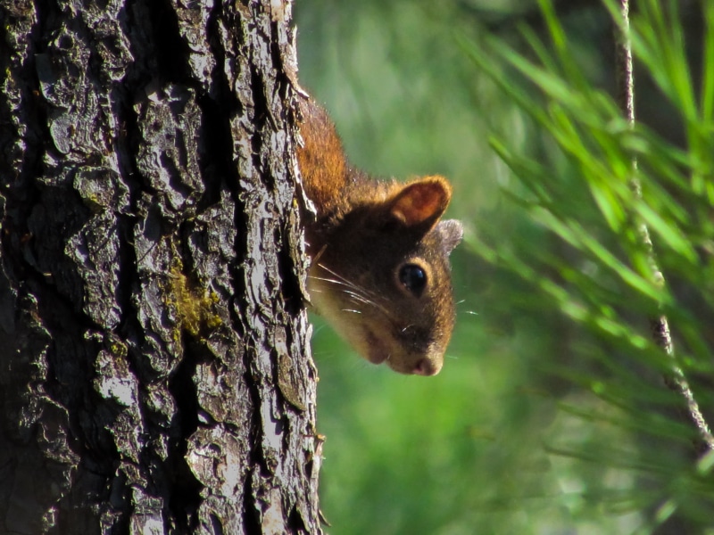 brown, tree  squirrel, red squirrel, Sciurus vulgaris, close-up, mammal, nature, animal, rodent, forest, wildlife, tree, squirrel, fur, hiding, cute, 2K