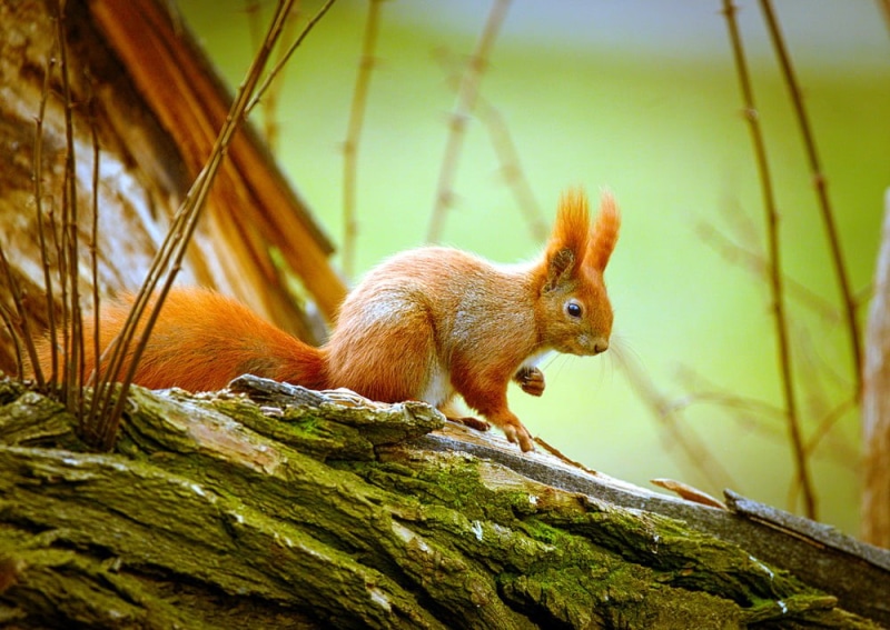 rodent, squirrel, 480P, animal, wildlife, small, tree trunk, Eurasian red squirrel, brown, red, mammal, Sciurus vulgaris, tree, trunk, nature, Wiewiórka