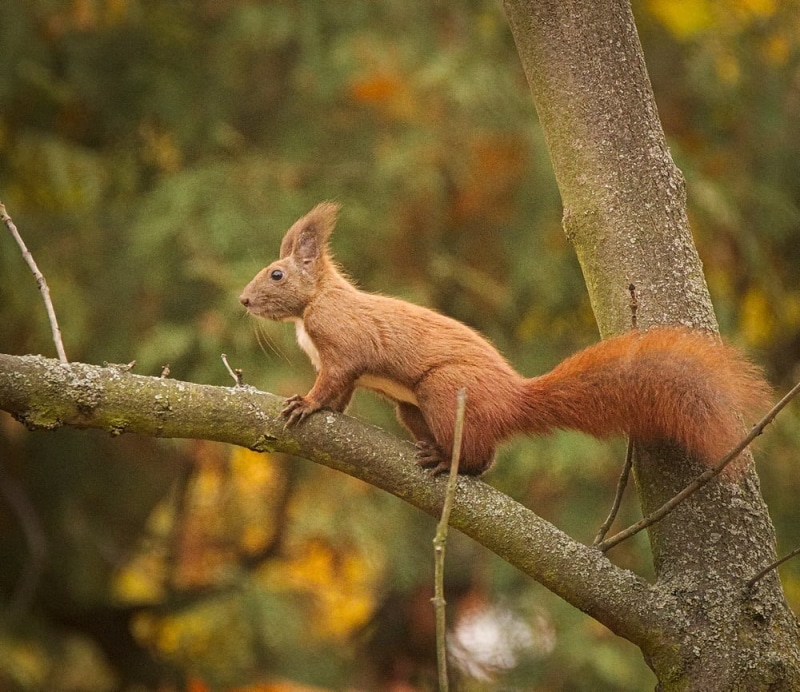 branch, Eurasian red squirrel, Sciurus vulgaris, animal, tree, 480P, fur, forest, cute, squirrel, brown, daytime, rodent, tail, Wiewiórka, animals In The Wild
