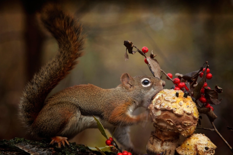 food, mammal, chipmunk, eating, rodent, mushroom, one animal, animal themes, 1080P, brown, squirrel, holding, animal, tree, day, food and drink, animals in the wild