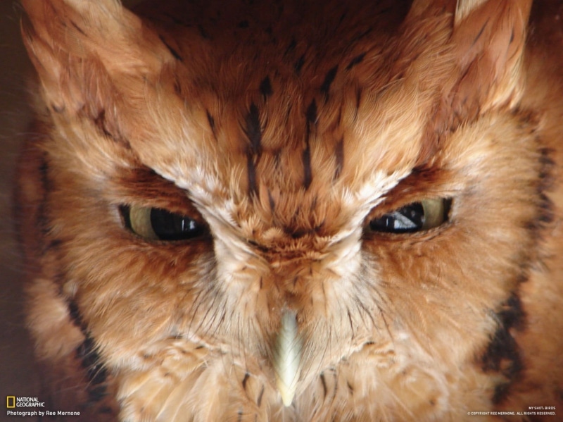 animals, 720P, owl, animal wildlife, animal hair, eye, animals in the wild, looking at camera, animal body part, animal, birds, whisker, bird, one animal