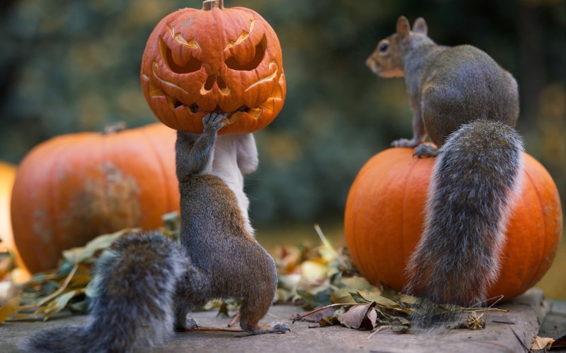 squirrel, no people, day, orange color, brown, freshness, close-up, halloween, mammal, pumpkin, animal, food and drink, squirrels, jack o lantern, fruit