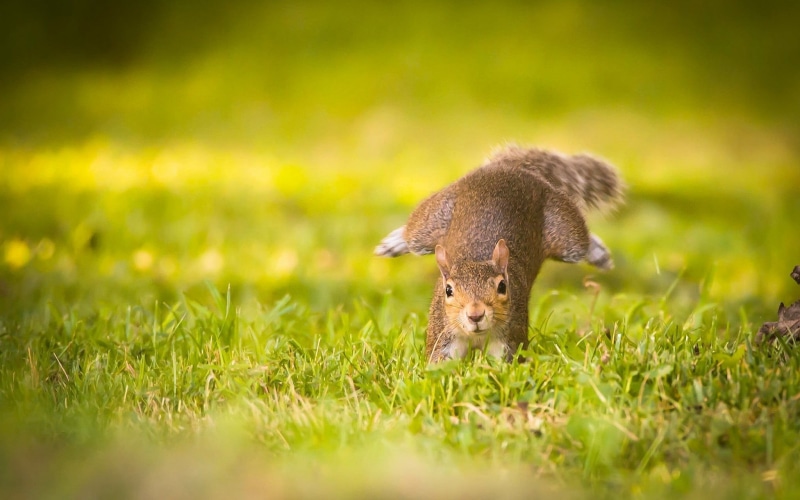 animal wildlife, animals in the wild, outdoors, animal themes, nature, 1080P, field, squirrel, animal, grass, mammal, brown, green color, rodent, vertebrate