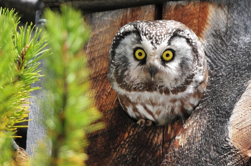 animal eye, animals, animal themes, close-up, focus on foreground, white, brown, vertebrate, animal, plant, no people, tree, looking at camera, bird of prey