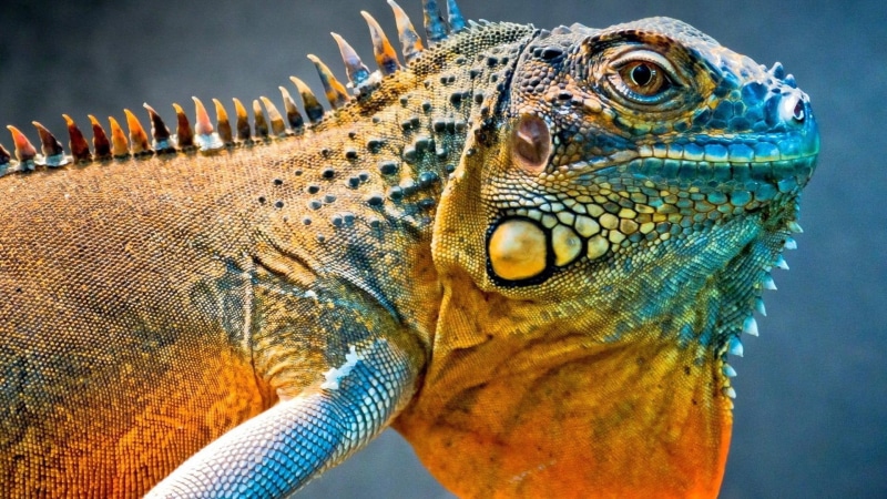 animals, 1080P, iguana, lizard, reptile, yellow, brown, tropical