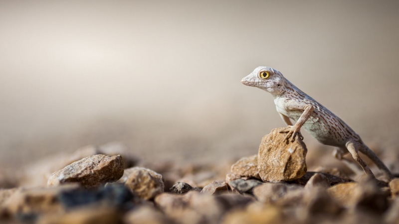 vertebrate, gray, day, 1080P, reptile, tropical Climate, macro, lizards, rock, wildlife, animals in the wild, animal wildlife, dragon, lizard, animal Scale