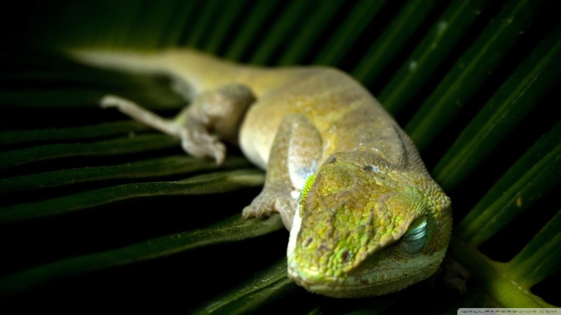 animals in the wild, reptile, animal head, nature, macro, animal wildlife, no people, animal body part, wildlife, branch, sleeping, tree, outdoors, animal scale