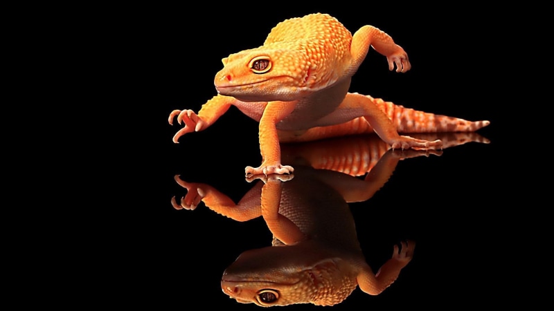 1080P, cool, artistic, reflection, animals, reptile, lizard