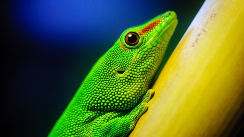green, green lizard, animals, reptiles, lizard, lizards, 1080P
