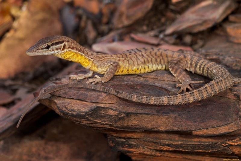 nature, animals, rock, lizards, reptiles, 1080P
