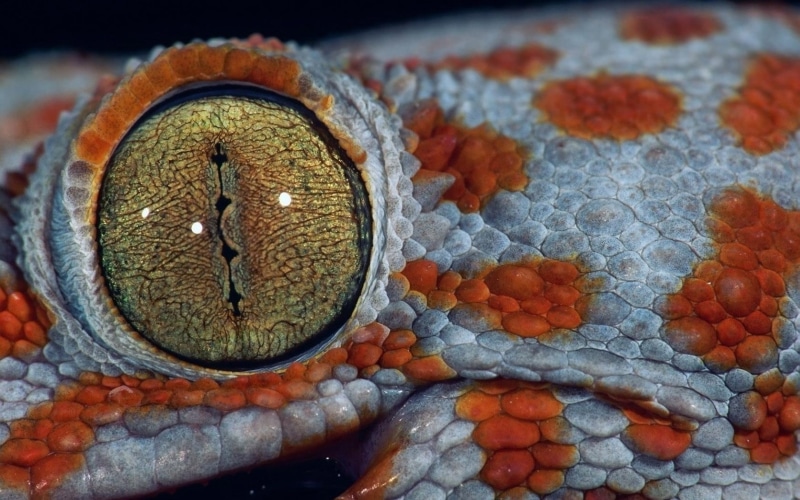 animal themes, animal scale, close-up, animal, macro, pattern, animal body part, lizard, eye, animal eye, 720P, alligator, animal head, lizards, reptiles