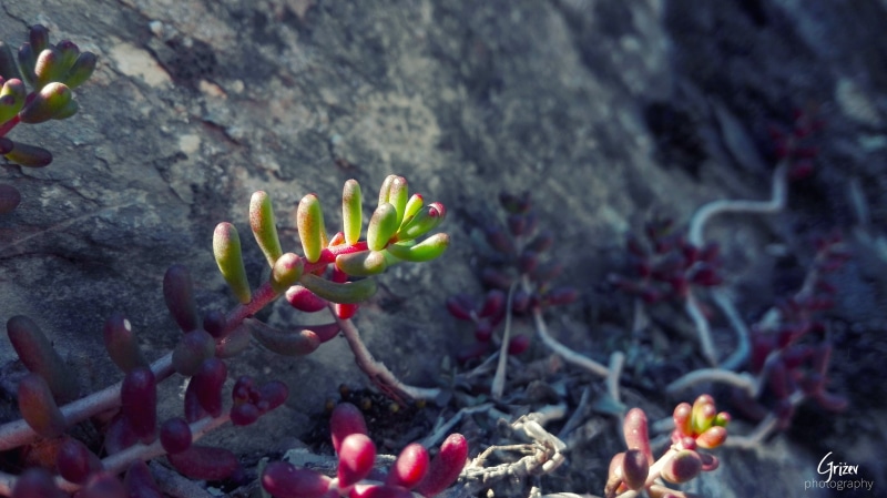 food, tree bark, flowering plant, food and drink, succulent plant, springtime, beginnings, freshness, tree, Falling Water, green, plant, Cosmos (flower)
