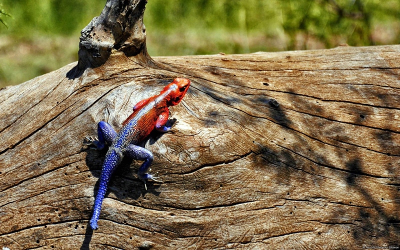 nature, reptiles, lizards, 1080P, animals, wildlife