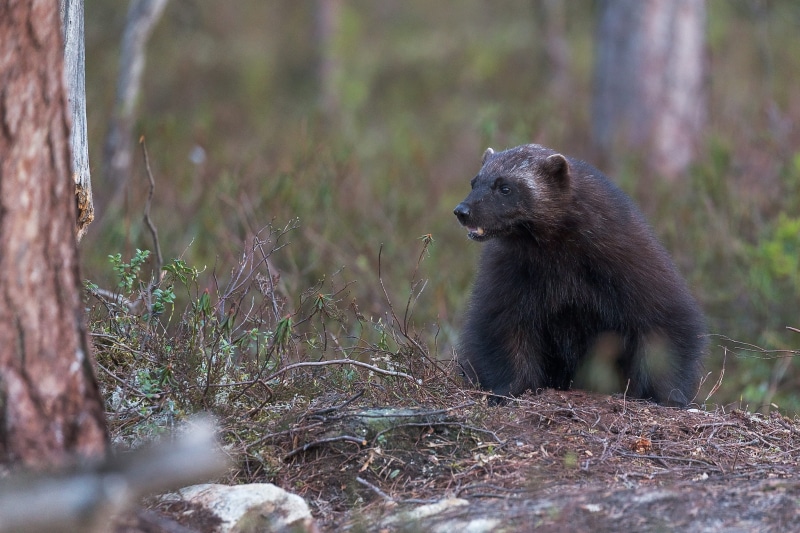 2K, one animal, wildlife, mammal, wild, photo, wolverine, gray, focus, vertebrate, forest, nature, animals hunting, animals in the wild, day, tree, bark