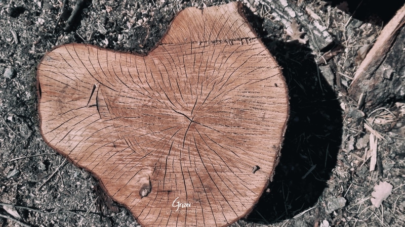 tree, sheet, environmental issues, tree bark, Falling Water, wood, forest, tree stump, log, tree trunk, nature, grass, outdoors, 4K, no people, bark, timber