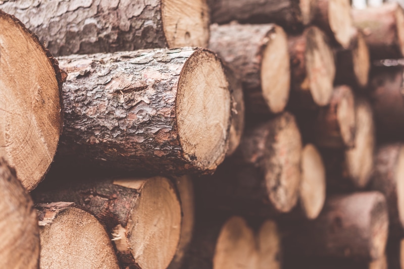 circle, industry, large group of objects, deforestation, lumber Industry, felling, full frame, firewood, food and drink, Trees, room for text, pile, textured
