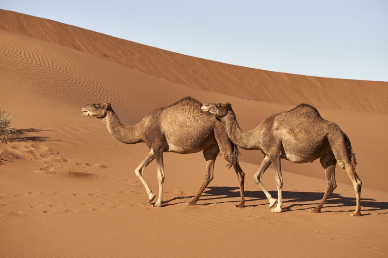 mammal, morocco, dromedary, animal, domestic animals, land, camel, landscape, animal wildlife, animals in the wild, outdoors, sahara, hump, group of animals